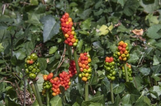  Vividly coloured wild arum berries.