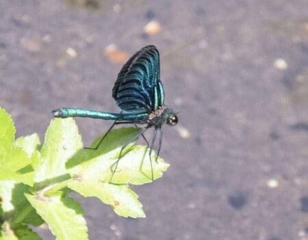 Wildlife Blog by Ron Allen – 01 July 2022