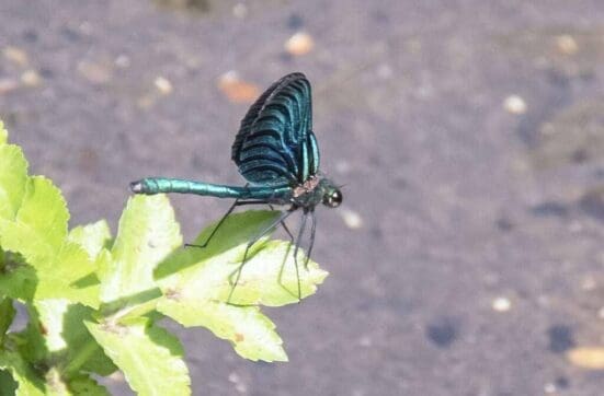 A male Beautiful Demoiselle by the stream at Stoneham Park.