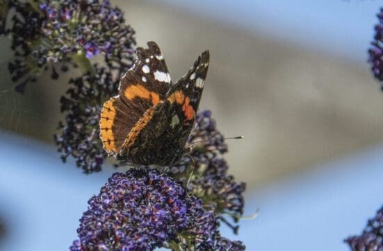 Red admiral on the buddleia.