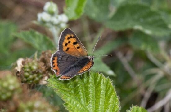 Small Copper butterfly on Petersfield Heath.