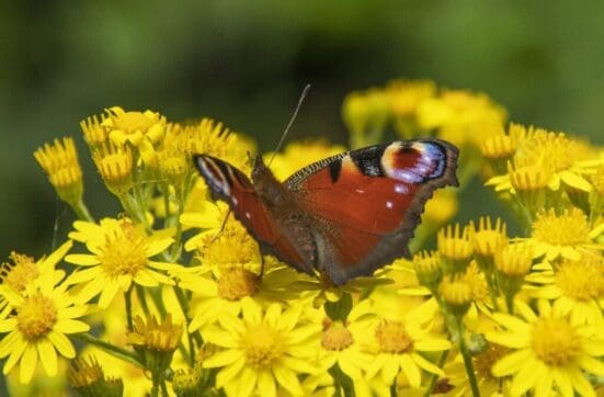 Peacock feeding on ragwort on the village green.