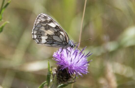 Marbled white on the village green.