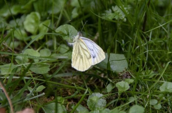 Green-veined white in our garden