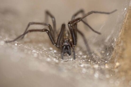 The Giant House Spider in the corner of our shed.