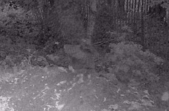 Look carefully and you can see the spread out barred tail of the sparrow-hawk and the rabbit ‘kitten’ held below.