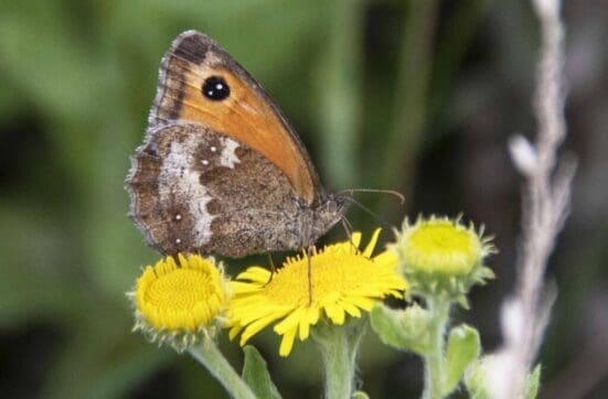 The gatekeeper is common along our hedgerows.