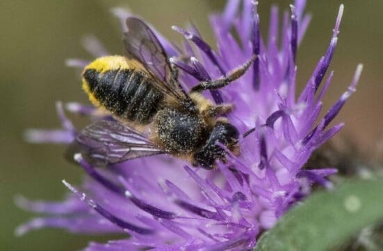 Leaf cutter bee on black knapweed.