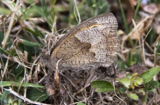 Meadow brown, a hay meadow species.