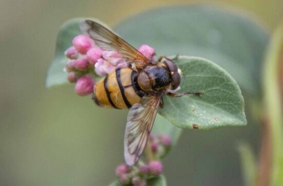 The wasp parasitic hoverfly Volucella inanis, the ‘wasp plumehorn’ in Alton.