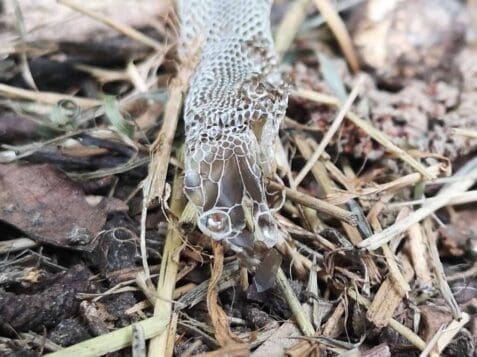 Head end of the shed grass snake skin.