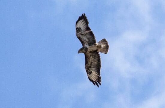 A buzzard climbs in the same thermal as the glider.