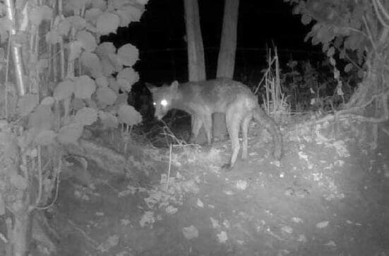A poorly fox at the end of our garden looking very thin.