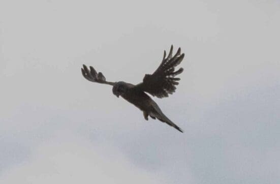  Kestrel hovering over the village.