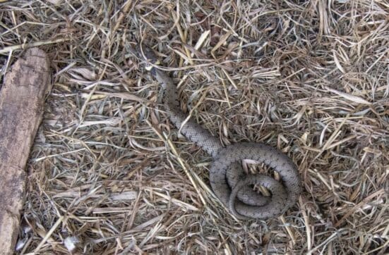 Grass snake from under one of our wildlife refuge tins growing ever larger.