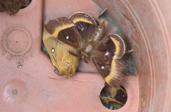 A male oak eggar moth pairs with the paler female in the flower pot, another attempts to get in from underneath.