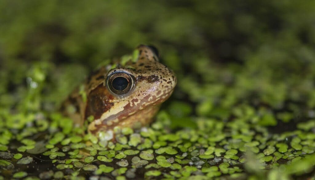 5 Frog in pond