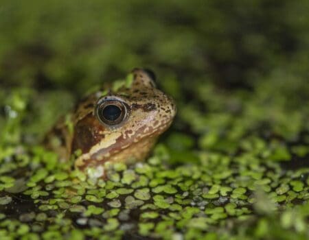 Wildlife Blog by Ron Allen – 15 August 2022