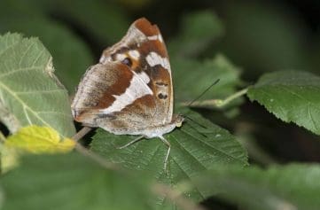 5 Purple emperor