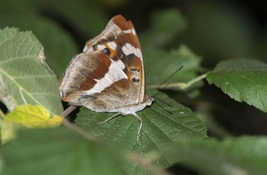 The female purple emperor butterfly being released.