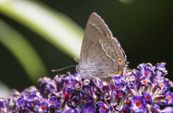A female purple hairstreak on our buddleia.