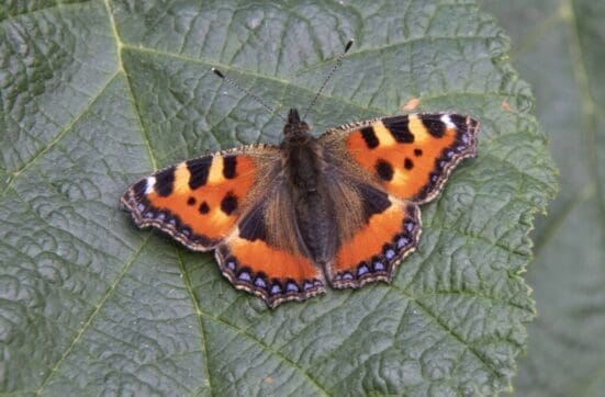 A brilliant newly emerged second generation small tortoiseshell butterfly.