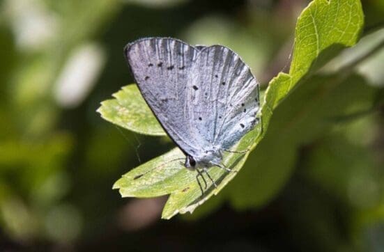  Holly blue on the village green.