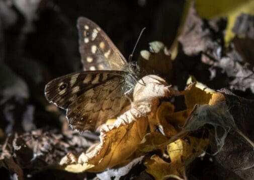 This speckled wood butterfly landed on a brightly lit leaf on our woodland floor.