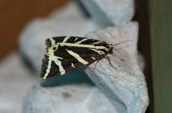 The amazing Jersey tiger moth.