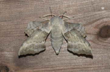 9 Poplar hawk-moth