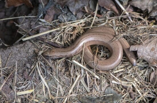 Male slow-worm lacking body stripes.