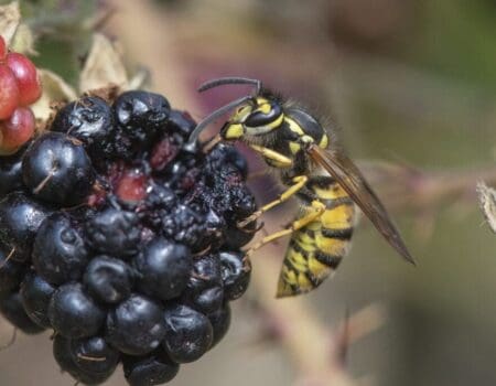 Wildlife Blog by Ron Allen – 01 September 2022