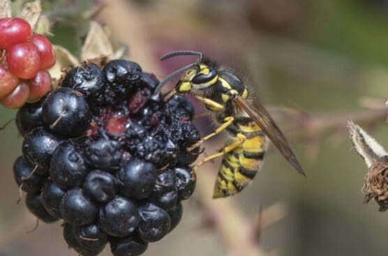 Wasp feeding on ripe blackberry on Stroud Village Green.
