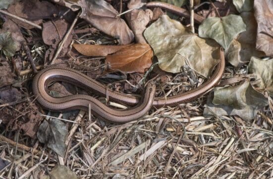 Female slow-worm with black upper and side stripes.