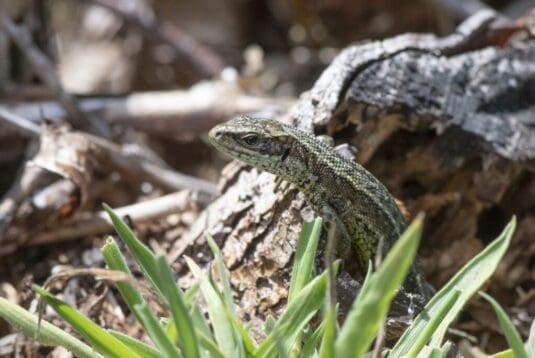 Viviparous lizard on Conford Moor.