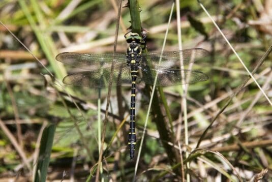 Golden-ringed hawker dragonfly on Conford Moor.