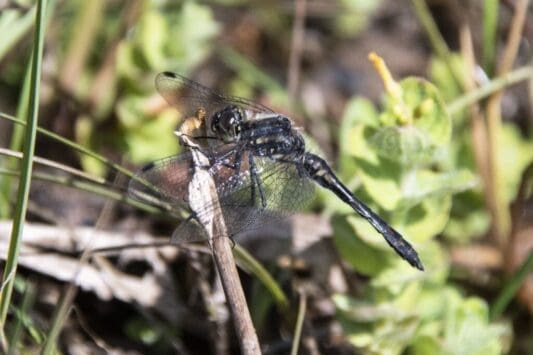 Black darter dragonfly on Woolmer Ranges.