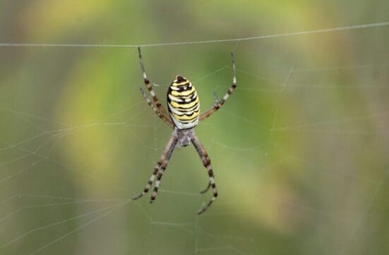 Wasp spider on Petersfield Heath.