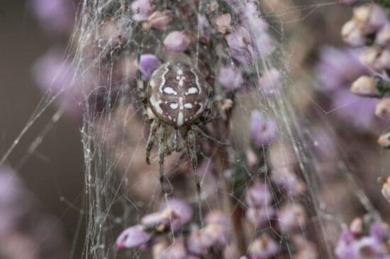 Four-spotted orb weaver spider on Petersfield Heath.