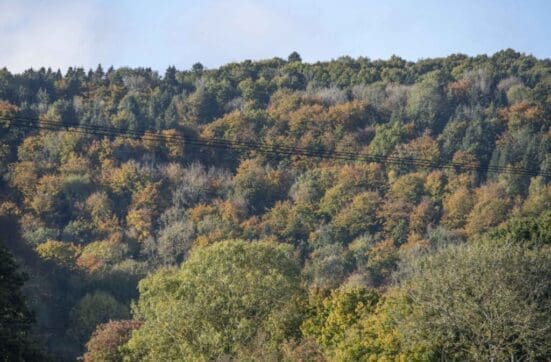 The Great Hanger to the north of Stroud turning golden.