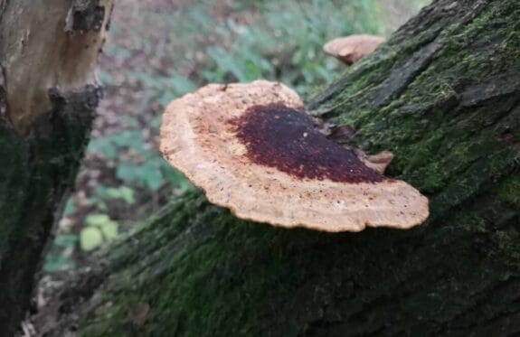 Blushing bracket fungus.