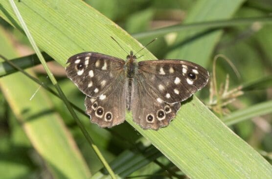 Speckled wood butterfly.