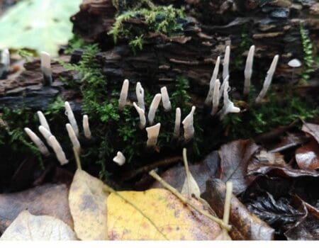 Wildlife Blog by Ron Allen – 25 October 2022