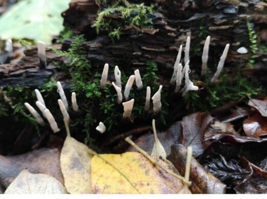 Candle snuff fungus.
