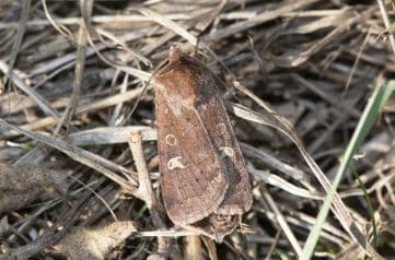 13 Square-spot Rustic (Xestia xanthographa)