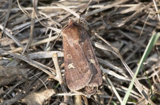 Square-spot rustic moth.