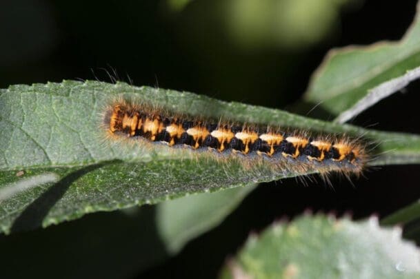 Oak eggar moth caterpillar in our garden.
