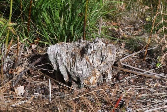 A old log which turned out to be the home of the black spider-hunting wasp.