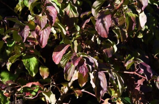 Dogwood leaves turning deep maroon.
