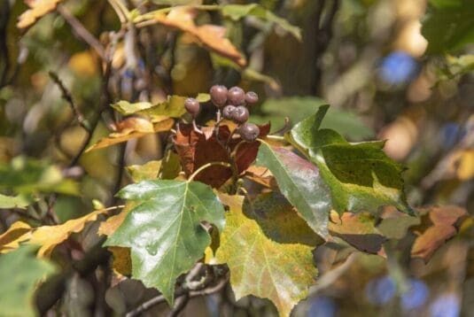 Chequers berries on our wild service tree.